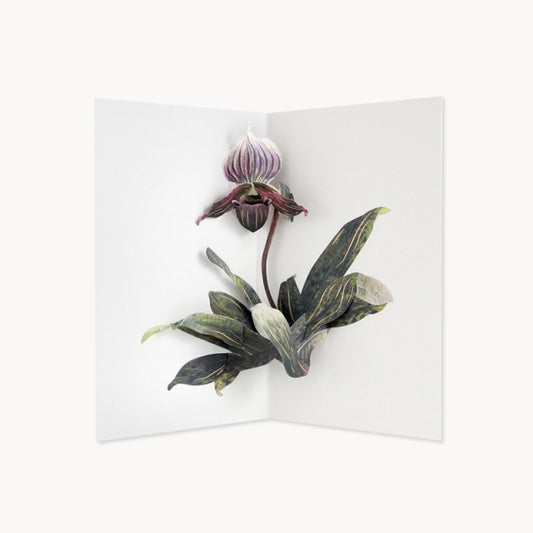 UWP LUXE/シングルカード/Lady Slipper Orchid by Hiromi Takeda