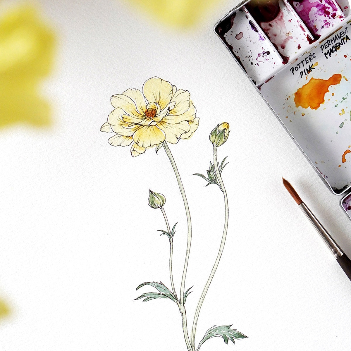 ダビッド シュノイヤー作　〘ローズマリー〙 水彩画 SHIHO SAKURAI | ペーパーツリー